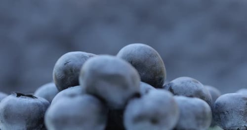 Closeup Shot of a Blueberry