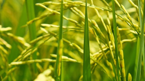 Fresh Rice