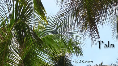 Palm Tree 2