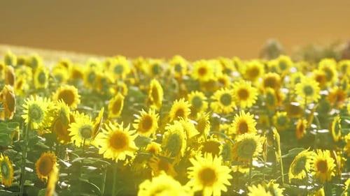 Field of Blooming Sunflowers on a Background Sunset