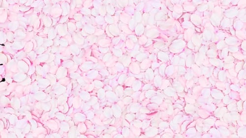 Flowing Pink Cherry Blossom Petals Transition Wipe