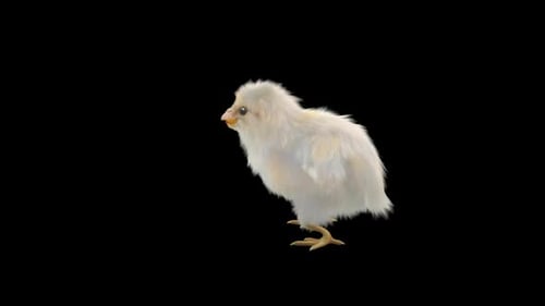 Animated Fluffy White Chick Standing Alpha Channel Loop