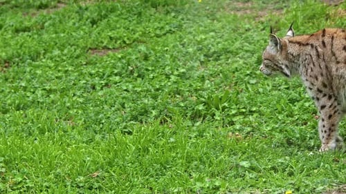 The Lone Lynx Wanders In Its Territory 2