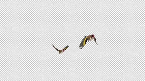 Eurasian Goldfinches - Easter Birds - Pair Flying Over Screen - I - Alpha Channel