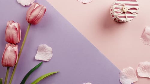 Tulips, Petals and Gift on Colored Background