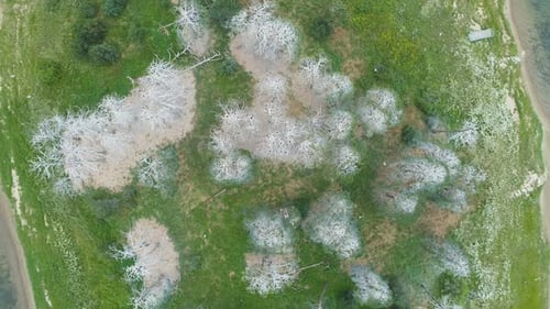 White birds flying and nesting around white trees at lake island