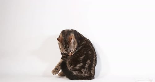 Gato doméstico tabby marrón lamiendo sobre fondo blanco, cámara lenta 4K