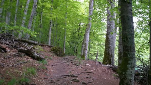 View of a Personal Perspective Walk Along the Path in the Forest