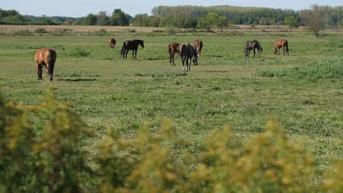 Horses Grazing Peacefully in a Green Field