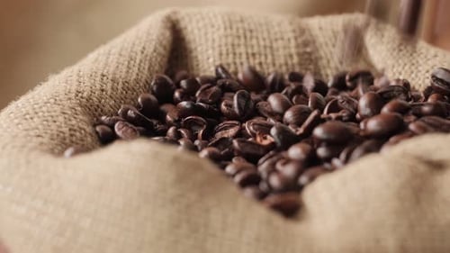 Coffee Beans Poured into a Burlap Sack Close-Up
