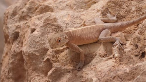Wüste Agama auf einem Felsen