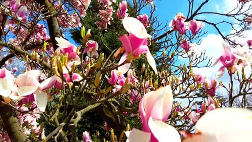 Blühende Magnolie