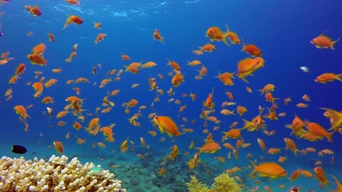 Underwater Colorful Tropical Fishes and Beautiful Corals