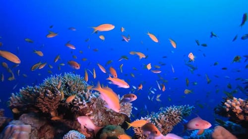 Reef Underwater Coral Garden