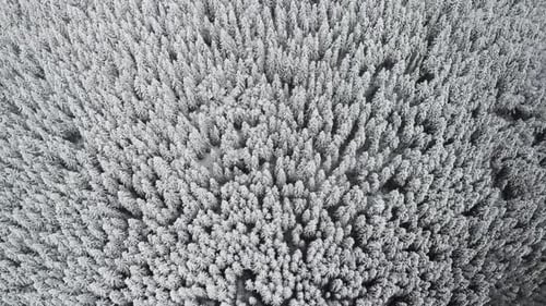 Drone Panning High Around Winter Forest