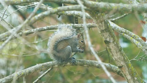 Squirrel Eats While Perched on Tree Branch
