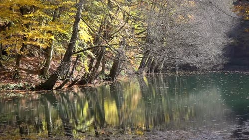 Reflection of Autumn Colors on the Lake Surface in the Forest