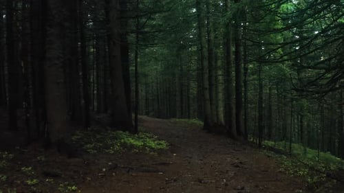 Forest Mystical Mist Beautiful Sun Green Rain Dark Wood Story