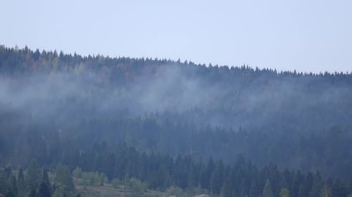 Evergreen Forest Hillside Obscured by Clouds and Fog