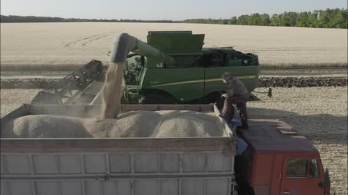 Combine Harvesting Grain and Loading Truck in Field
