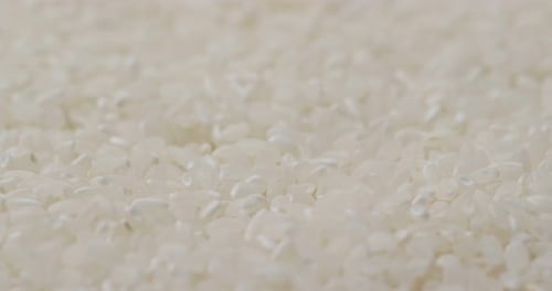 Uncooked white Japonica rice