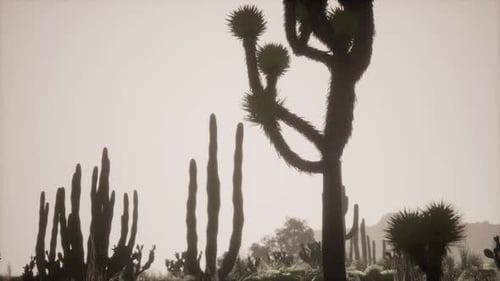 Sunlight Ray Shooting Across the Desert Sky at Sunset