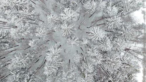 Top down aerial over snow covered pine trees in cold winter forest