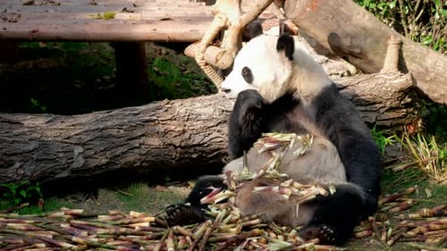 Panda Munching Bamboo Shoots then Climbing Over Log