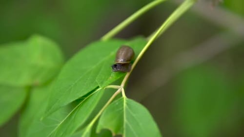 A Snail Sits on a Green Leaf. Snail with a Shell on Its Back. Slowly