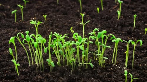 Growing Plants, Sprouts Germination Newborn Cress Salad Plant in Greenhouse Agriculture