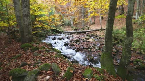 Gebirgsfluss mit Herbststämmen und Blättern