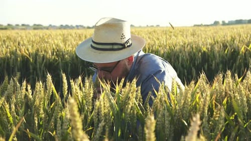 Happy Farmer Checks Thick Wheat Ears on Field and Rejoices on Field