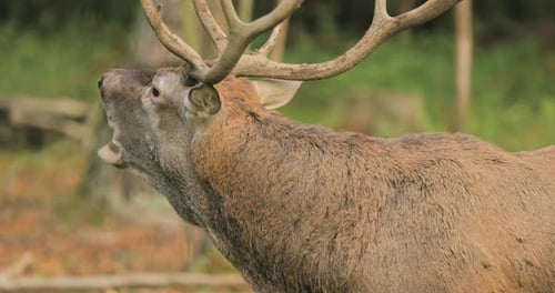 Biélorussie. Le cerf élaphe d'Europe mâle ou le Cervus Elaphus rugissent pendant le rut. Red Deer habite la majeure partie
de