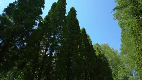 Schau dir die Bäume von unten nach oben an