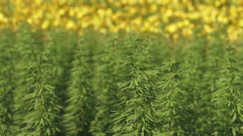 Field of Industrial Hemp Cannabis in the Evening Sun
