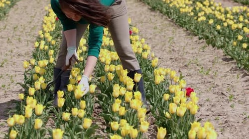 Unrecognizable Female Farmer Working on Yellow Tulip Field Digging Ground Care