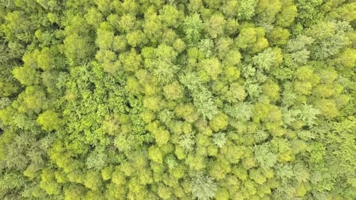 Top down aerial view of green summer forest with many fresh trees.