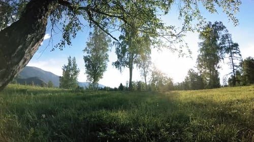 Sunny Rural Meadow at Mountain Landscape with Green Grass, Trees and Sun Rays. Diagonal Movement on