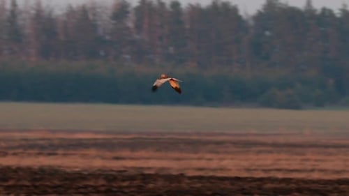 Hen Harrier Or Circus Cyaneus Wild Bird Flies Over Field In Belarus