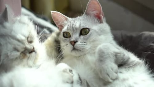 Two Adorable Cats Cuddling and Relaxing Indoors