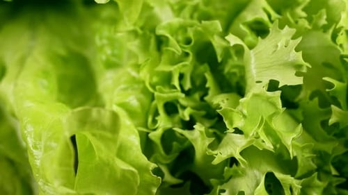 Closeup Dolly of Green Organic Leafy Fresh Lettuce