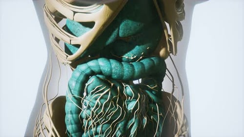 3D Human Abdominal Organs and Nerves Anatomy Animation