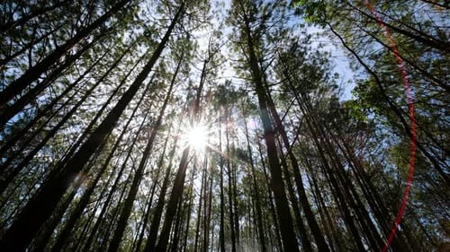 View up, bottom view of pine trees in the forest in the sunshin