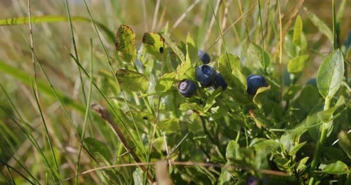 Close Up Wild Organic Blueberries in Forest, Harvest of Organic Berry. V3