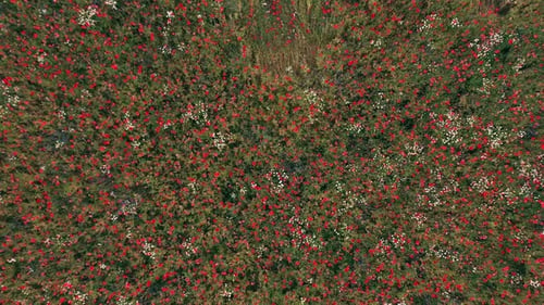 Vue ci-dessus sur le champ de coquelicots rouges