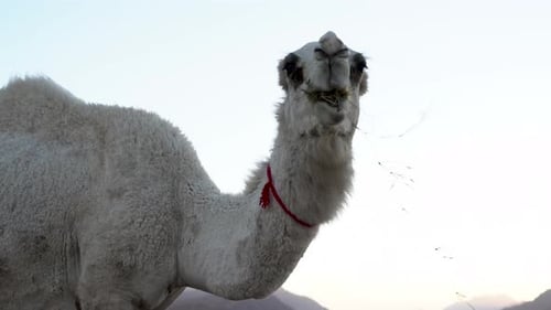 Ein Kamel mit weißem Haar frisst Gras im Hintergrund des blauen Abendhimmels
