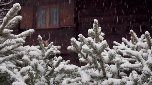 Heavy Snowfall in the Countryside. Snow Falls on Spruce Branches, in the Background of a Beautiful