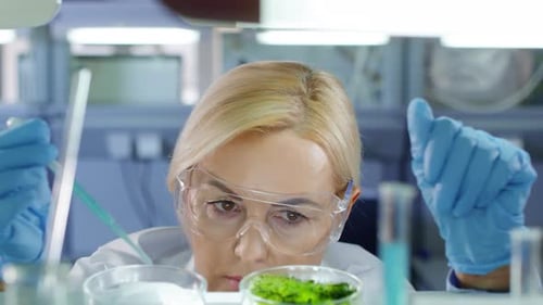 Researcher Making Lab Test in Petri Dishes