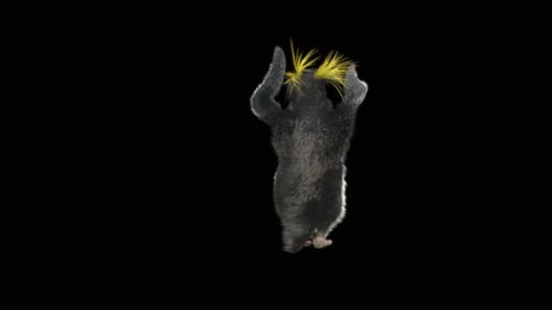 78 Penguin Dancing HD