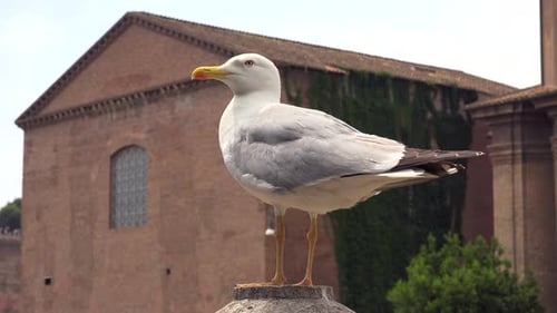A Tame Seagull, Accustomed to Living in the City, is Standing